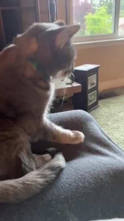 Juniper blep