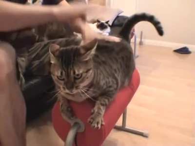 Petting speedrun.