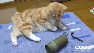 cursed_cat