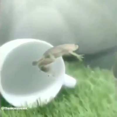 Blursed_frog