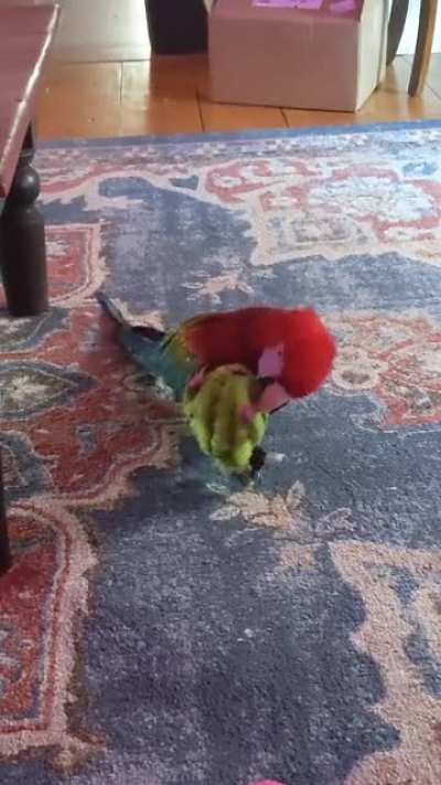 Benny loves his squeeky toys!