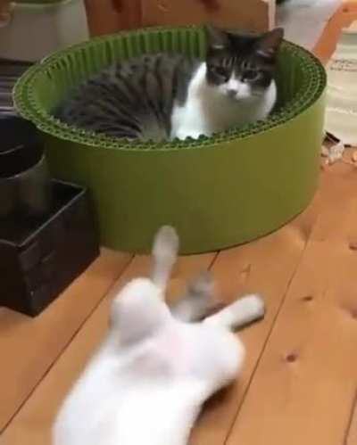 CaTfiGHt enDed In onE BRuTal lEFt hOoK!1