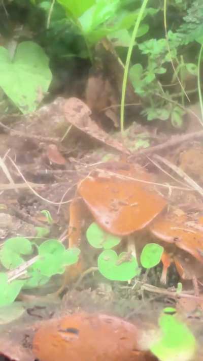 Is this a grasshopper nymph?