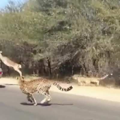 Watch these cheetahs fly