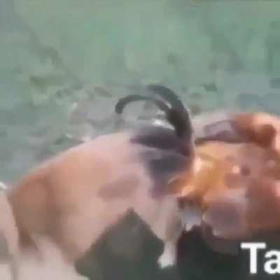 Si alguien conoce al due&ntilde;o del perro, d&iacute;gase, el filmador, dele mis mas cordiales saludos.