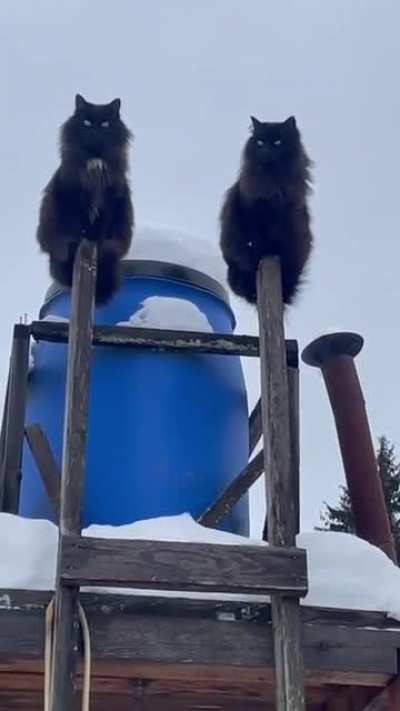 Котики