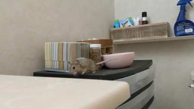 Snoopy was a rescued male Neotoma macrotis (Big-eared woodrat.) Their primary range is Central to Baja California, from the Sierras to the Coast. Woodrats often decorate their nest, or midden, with "little treasures" they've collected. Leading to their ot