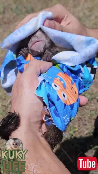 Wow Baby monkey