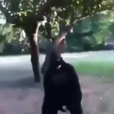 Mamaco arrombado