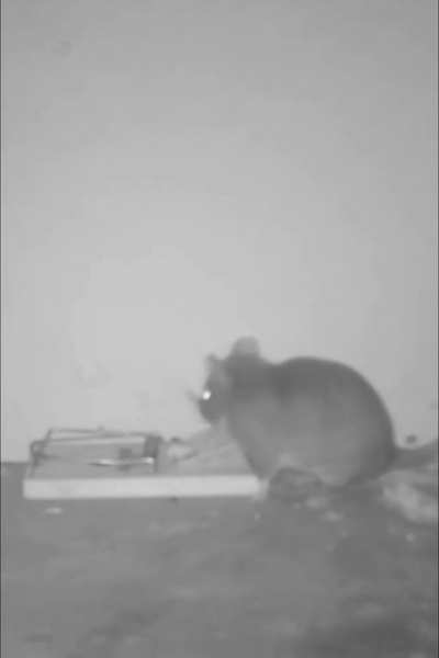 Rat is smart enough to trigger a trap using a stick.