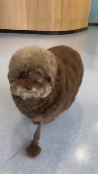 What would be your honest reaction if you picked up your dog &amp;amp; he/she looked like this ?