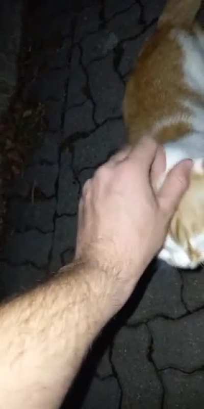 good kitty :3