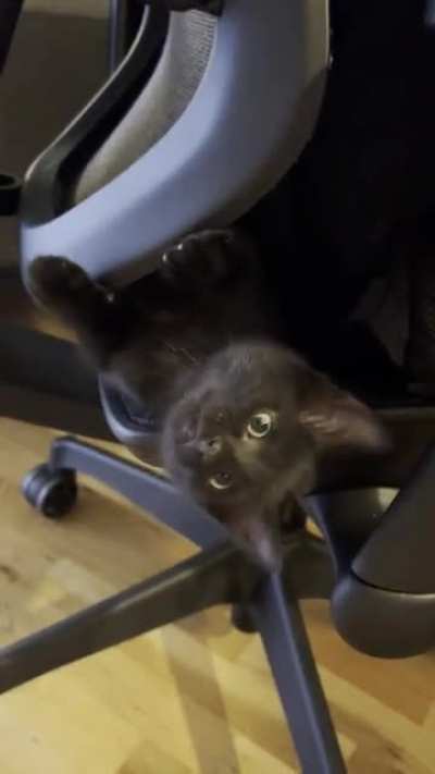 Baby fruit bat cat claims yet another cave perfect for being upside down!