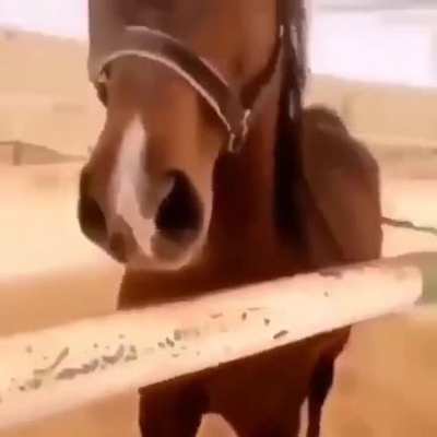 This Horse