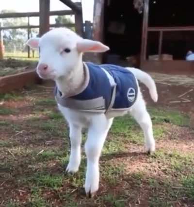 This little guy&rsquo;s scritch-activated tail