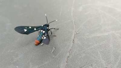 Found this interesting guy. Tallahassee Florida.