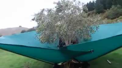 This is how olives are harvested.