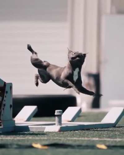 Funny dog