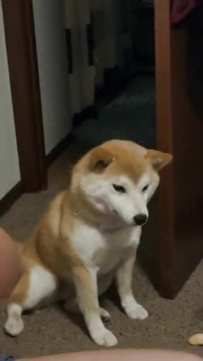 Why does my shiba do this 😂