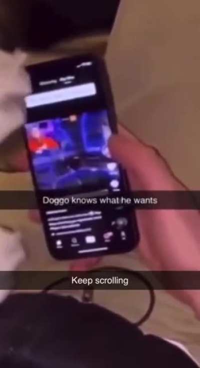 What the dog doin?
