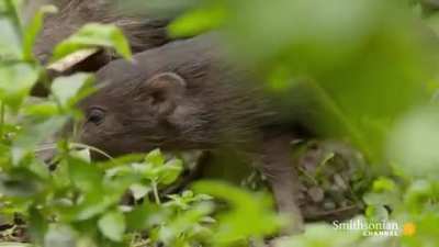 At 8 inches tall, the Pygmy Hog is the smallest pig in the world.