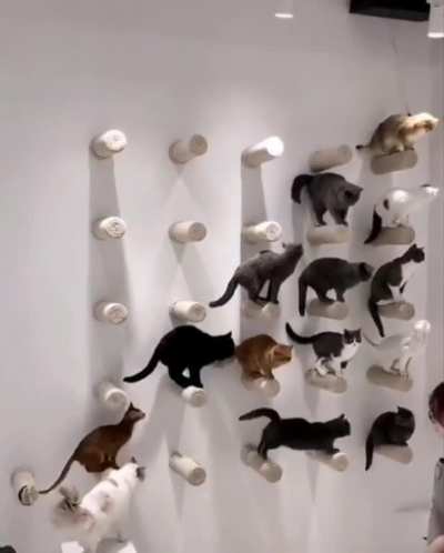 sIck fUckinG hUmaN cOLlects cAts fOR oWn pErsoNaL cOlLecTiOn