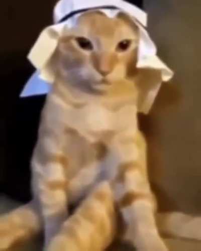 Simplemente gato &aacute;rabe para alegrar el dia