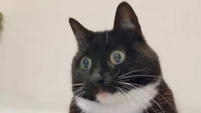 Cat watching a broom