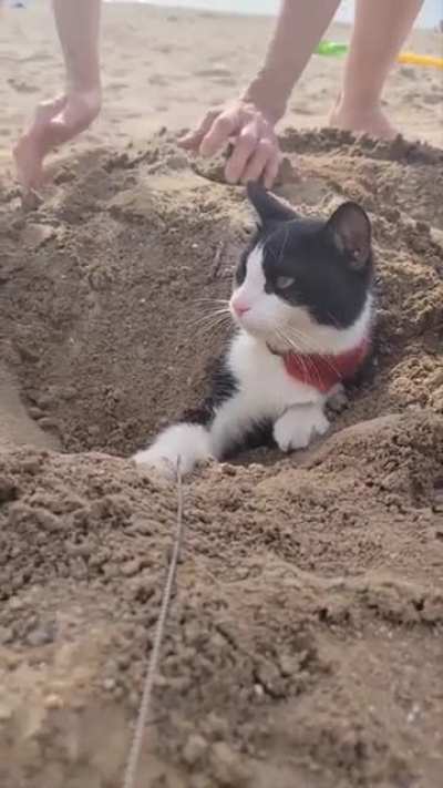 Barry the cat getting buried