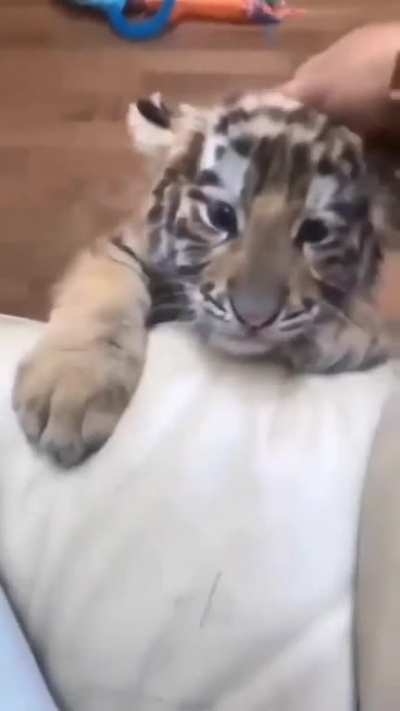 WAAA