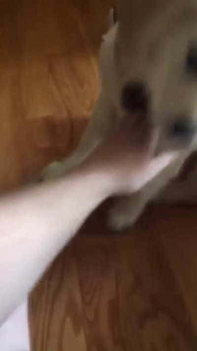 Back talking puppy