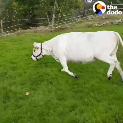 This cow makes the cutest little grunts when he&rsquo;s playing fetch with Mom 💚