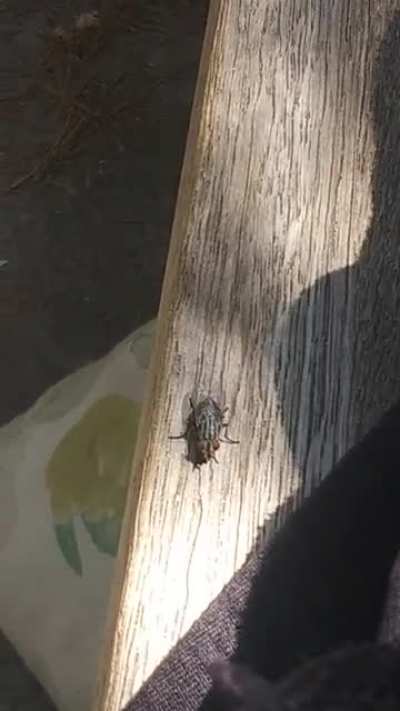 Little fly