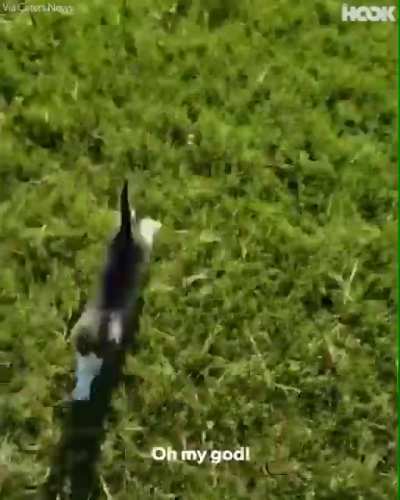 Smol criminals chase terrified victim
