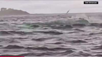 A Humpback whale swallows a 24 yr old kayaker off the Strait of Magellen in Chile... then spits him out