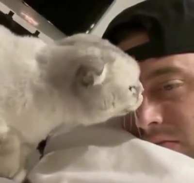 Perfectly cut meow