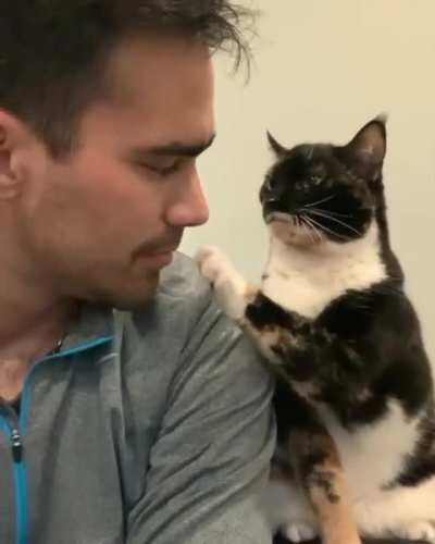 An affectionate cat