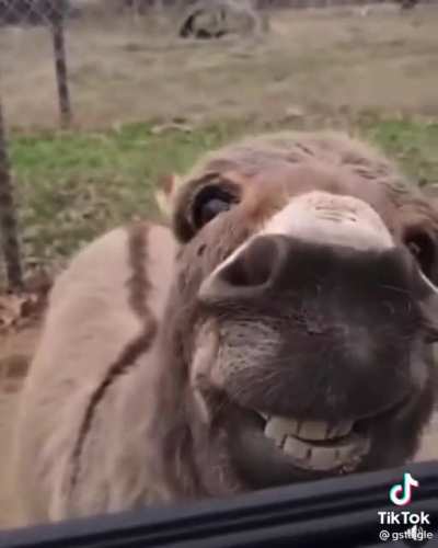 ...and then there's donkey