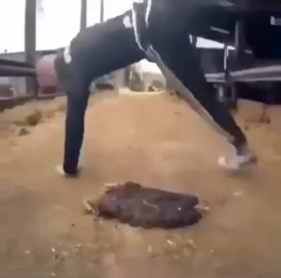 .___.XD