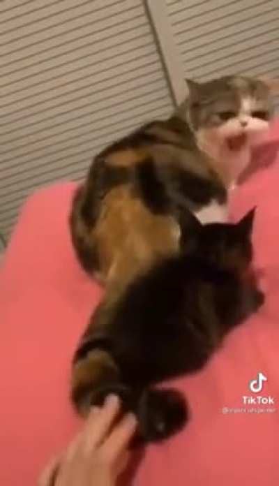 cat rule