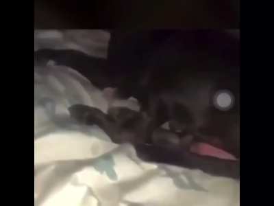 Dog getting to comfortable