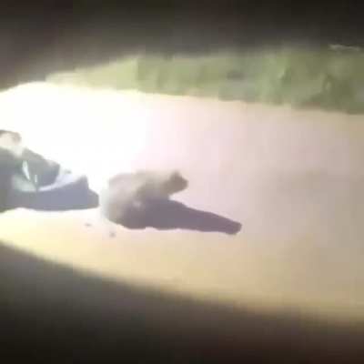 Fuck it frog time