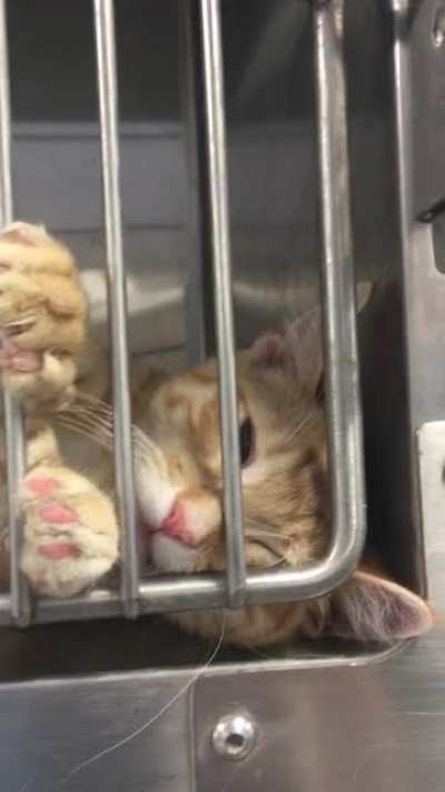 Humperdink wants pets. Solo kitten who&rsquo;s adoptable from my local shelter in MN.