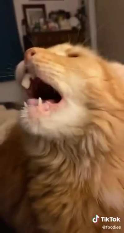Cat doesn&rsquo;t like ice cream
