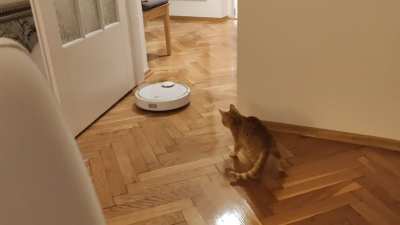 My fianc&eacute; picked the perfect theme for our foster cat's first encounter with the vacuum