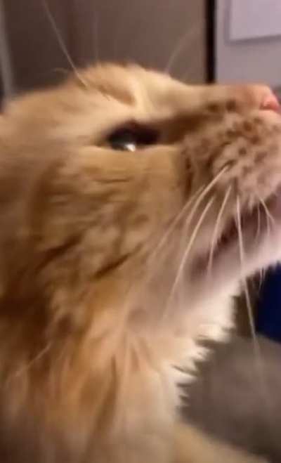 I don&rsquo;t think the cat likes it