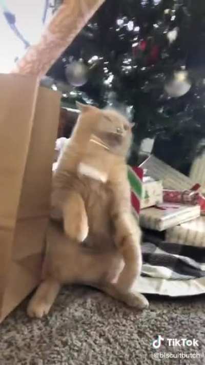 It's Christmas!