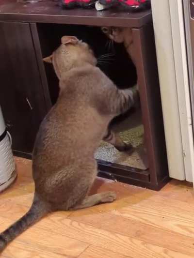 Meowrror?