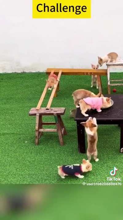 Corgi Ninja Warrior