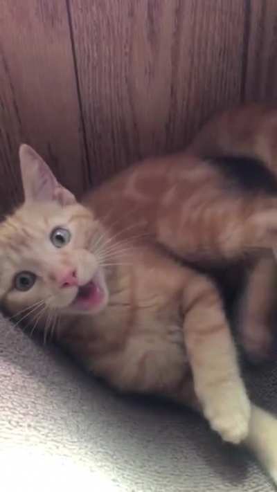My little guy&rsquo;s split second decision to jump into the camera
